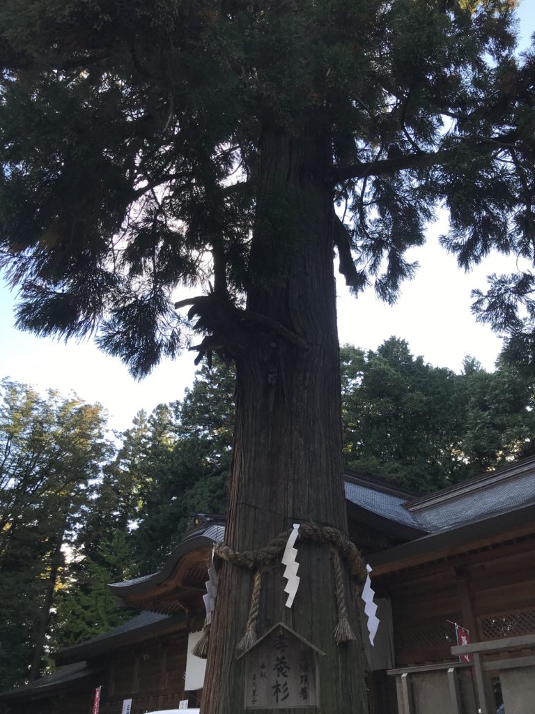 長野県安曇野市穂高神社の樹