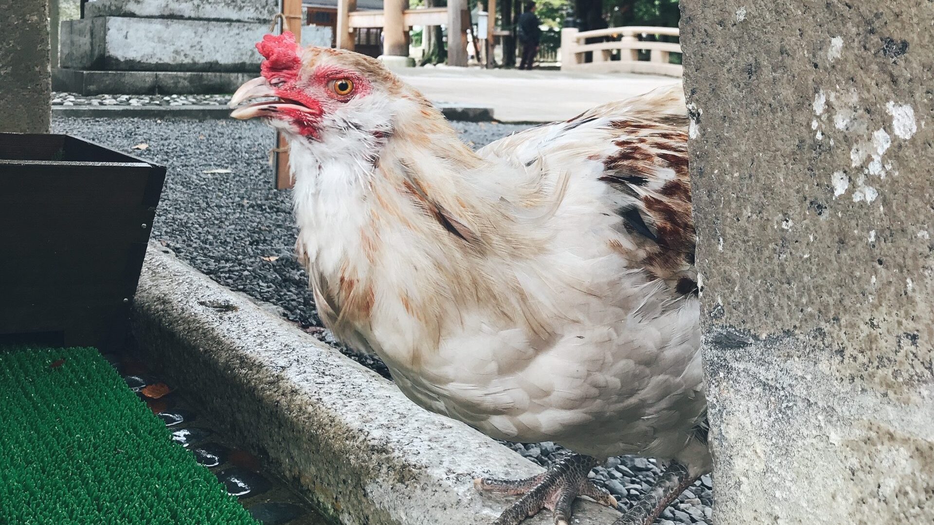 長野県安曇野市穂高神社の水飲み場の鶏の写真