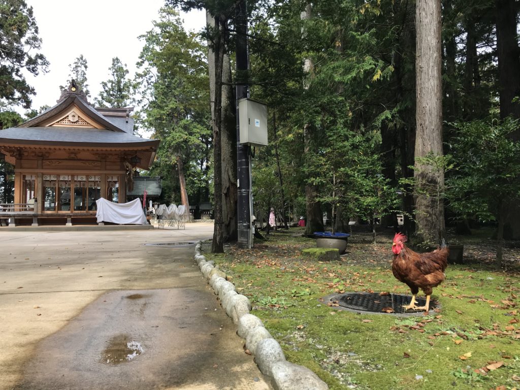 長野県安曇野市穂高神社の茶色い鶏の写真